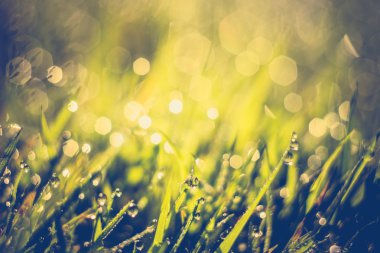 Sabah çim makro Retro