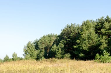 Sabah çam ormanında