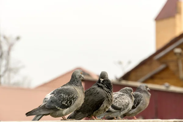 Meraklı kentsel güvercinler — Stok fotoğraf