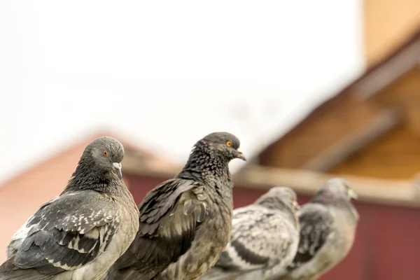 Любопытные городские голуби — стоковое фото