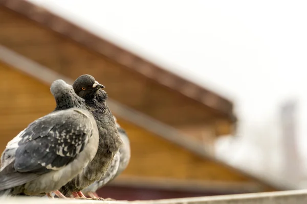 Curious Urban Pigeons — Stock Photo, Image