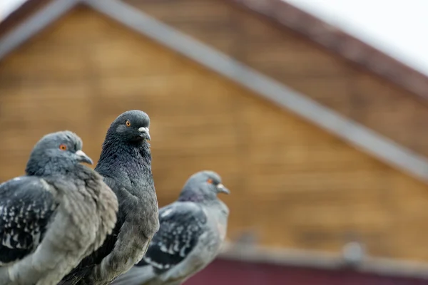 Цікаво міських голубів — стокове фото