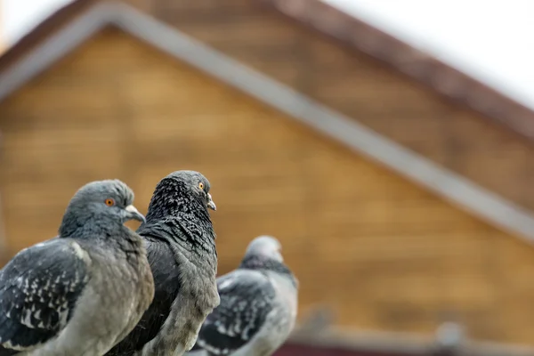 Zvědavý městských holubů — Stock fotografie