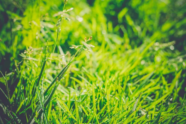 Morning Grass Macro Retro — Stock Photo, Image