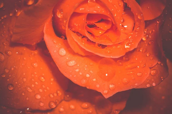 Rose orange avec gouttelettes Macro Retro — Photo