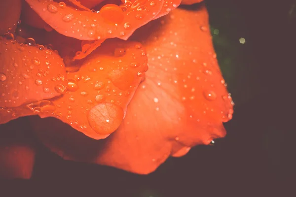 Orange Rose mit Tröpfchen Makro-Retro — Stockfoto