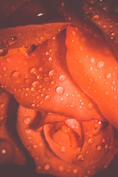 Orange Rose with Droplets Macro Retro — Stock Photo, Image