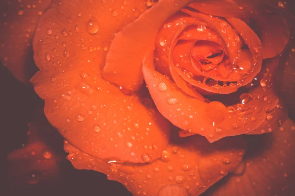 Orange Rose with Droplets Macro Retro — Stock Photo, Image