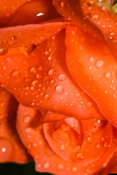 Rosa arancione con goccioline Macro — Foto Stock