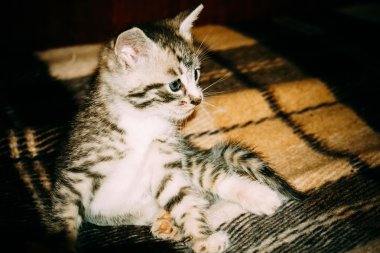 Küçük Tabby yavru kedi Retro