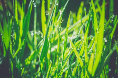 Sabah çim makro Retro