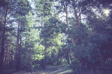 Filtre çam ormanı sabah