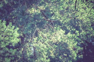 Filtre çam ormanı sabah