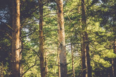 Çam ağaçları makro filtre