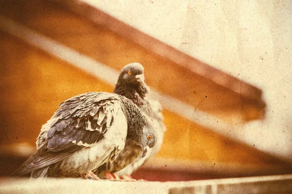 Curiosi piccioni urbani retrò — Foto Stock