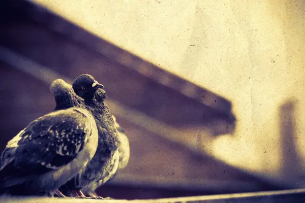 Curious Urban Pigeons Retro — Stock Photo, Image