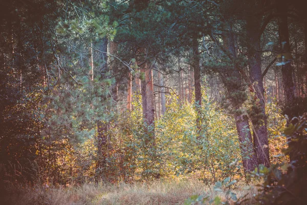 Mañana en el bosque de pinos filtrado — Foto de Stock