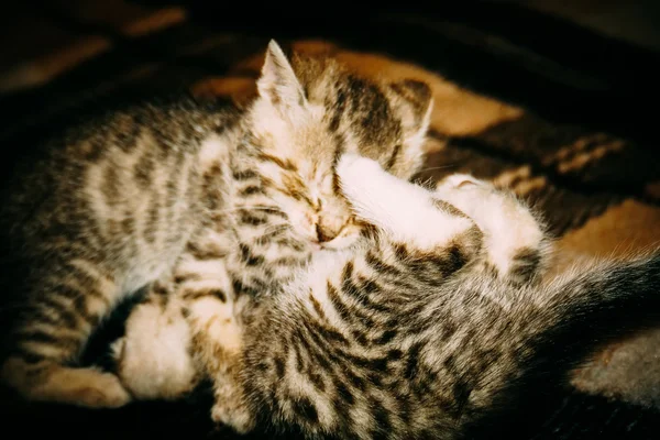 Дві маленькі таббі кошенята ретро — стокове фото