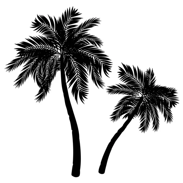 Palm Tree Silhouette — Stock Vector