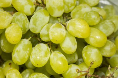 Yeşil üzüm makro