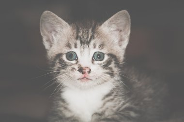 Küçük Tabby yavru kedi Retro