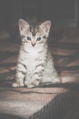 Küçük Tabby yavru kedi Retro