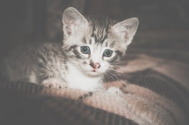 Küçük Tabby yavru kedi Retro
