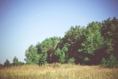 Filtre çam ormanı sabah
