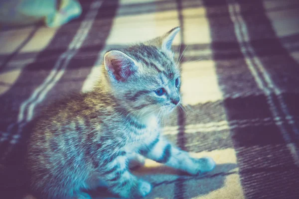 Pequeno Tabby Kitten Retro — Fotografia de Stock