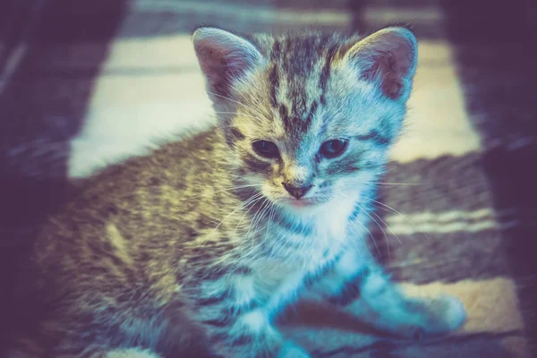 Küçük Tabby yavru kedi Retro — Stok fotoğraf