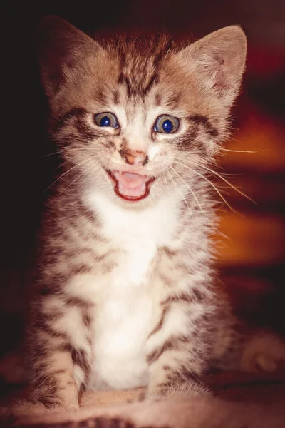Little Tabby Kitten Retro — Stock Photo, Image
