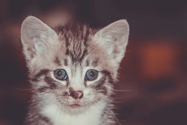 Little Tabby Kitten Retro — Fotografie, imagine de stoc