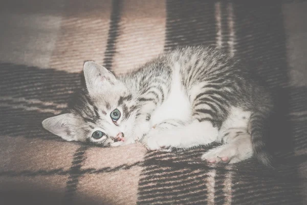 Küçük Tabby yavru kedi Retro