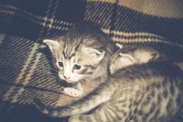 Little Tabby Kitten Retro — Stock Photo, Image