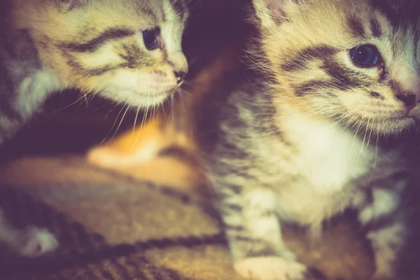 İki küçük Tabby yavru kedi Retro — Stok fotoğraf