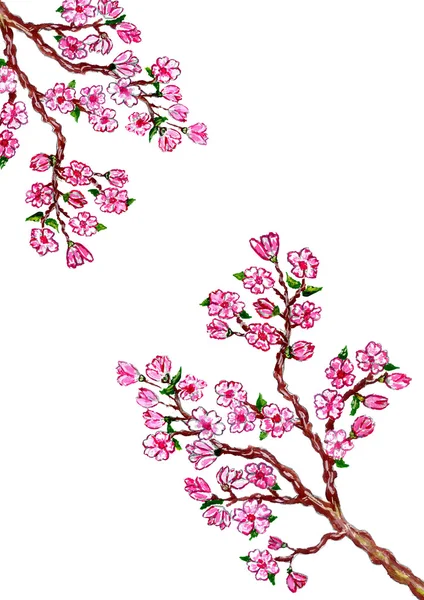 Sakura Branch Painting — Stock Photo, Image