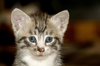 küçük tabby yavru kedi