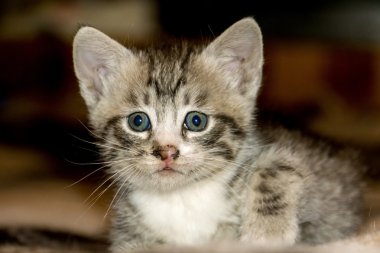 küçük tabby yavru kedi