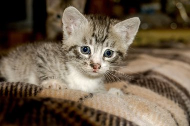 küçük tabby yavru kedi