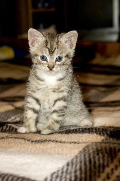 Malá mourovatá kočičko — Stock fotografie