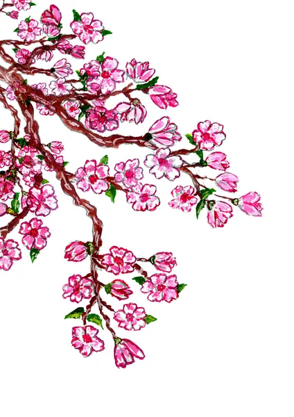 Sakura Branch Painting — Stock Photo, Image