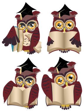 Kahverengi Bilge Baykuş