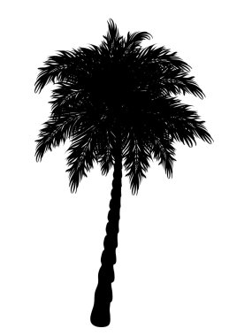 Palmiye ağacı silueti