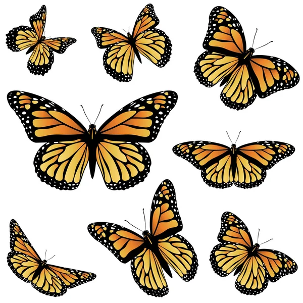 Orange Monarch Butterfly — Stock Vector