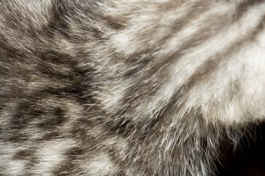 Küçük Tabby yavru kedi kürk makro