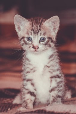 Küçük Tabby yavru kedi Retro