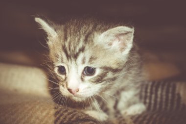 Küçük Tabby yavru kedi Retro