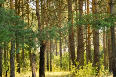 Sabah çam ormanında