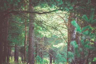 Çam ormanı sabahları filtre