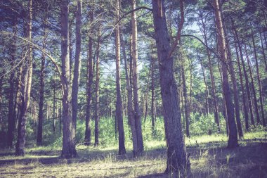 Çam ormanı sabahları filtre